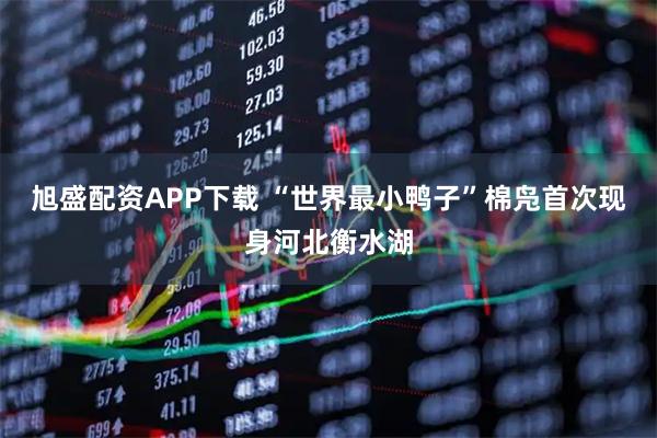 旭盛配资APP下载 “世界最小鸭子”棉凫首次现身河北衡水湖